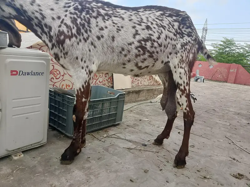 makhi cheeni aur shera Bakra — photo 7