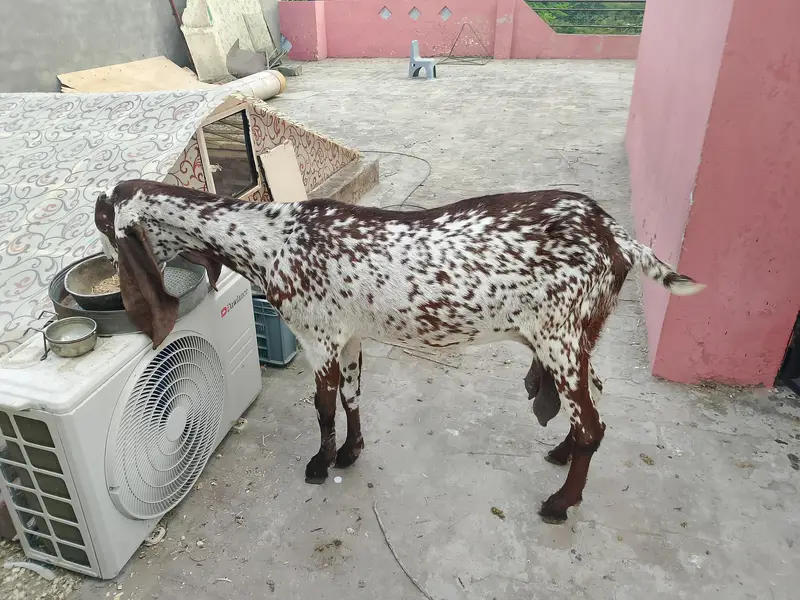 makhi cheeni aur shera Bakra — photo 8