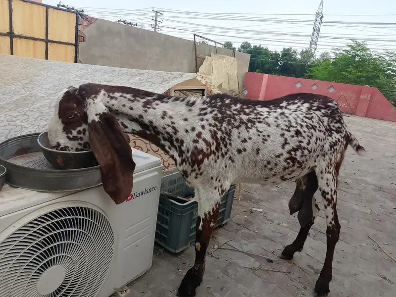 makhi cheeni aur shera Bakra — photo 9