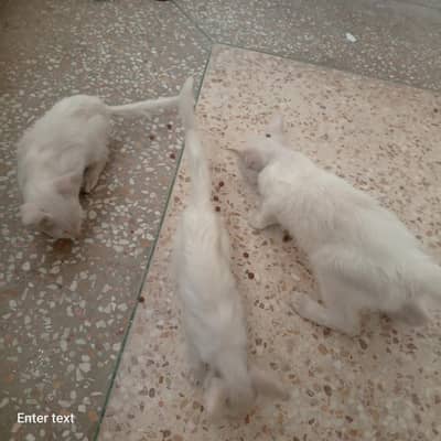 low price 3 male cats