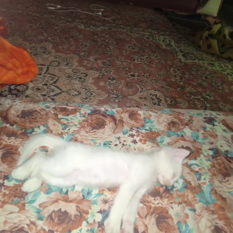 low price 3 male cats — photo 2