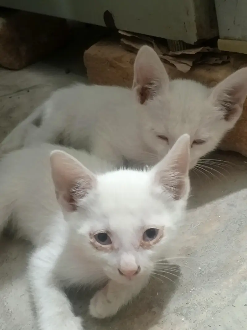 low price 3 male cats — photo 3