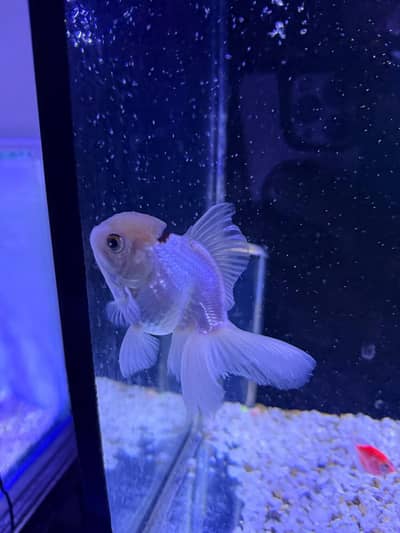 A+ grade oranda gold fishes jumbo sizes 03092798698
