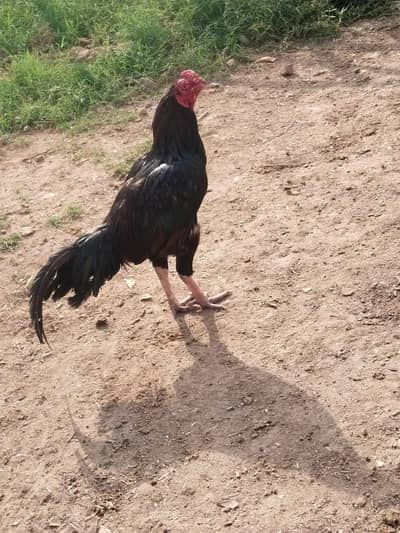 pure aseel murgah for sale
