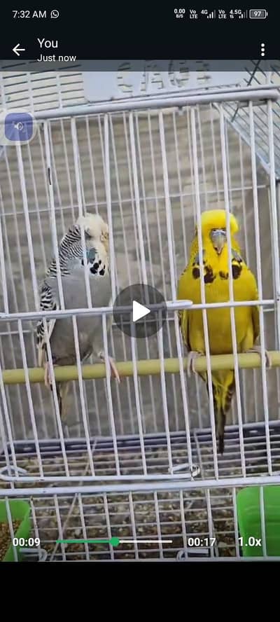 exhibition pair for sale ready to breed