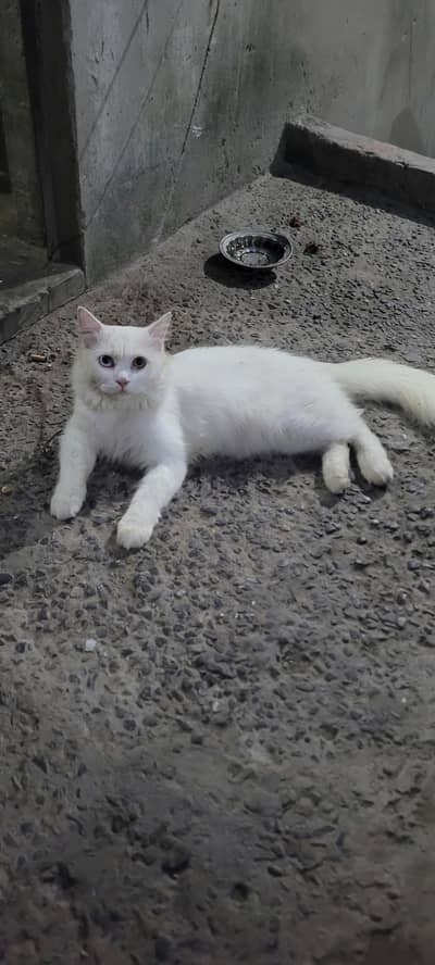 Cat for sale
