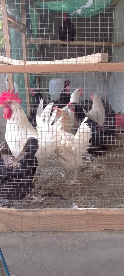 egg laying hens