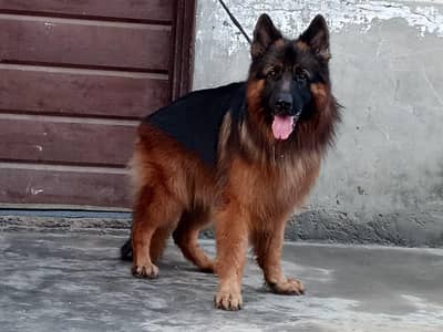 black gad or black ND ten high quality male for stund