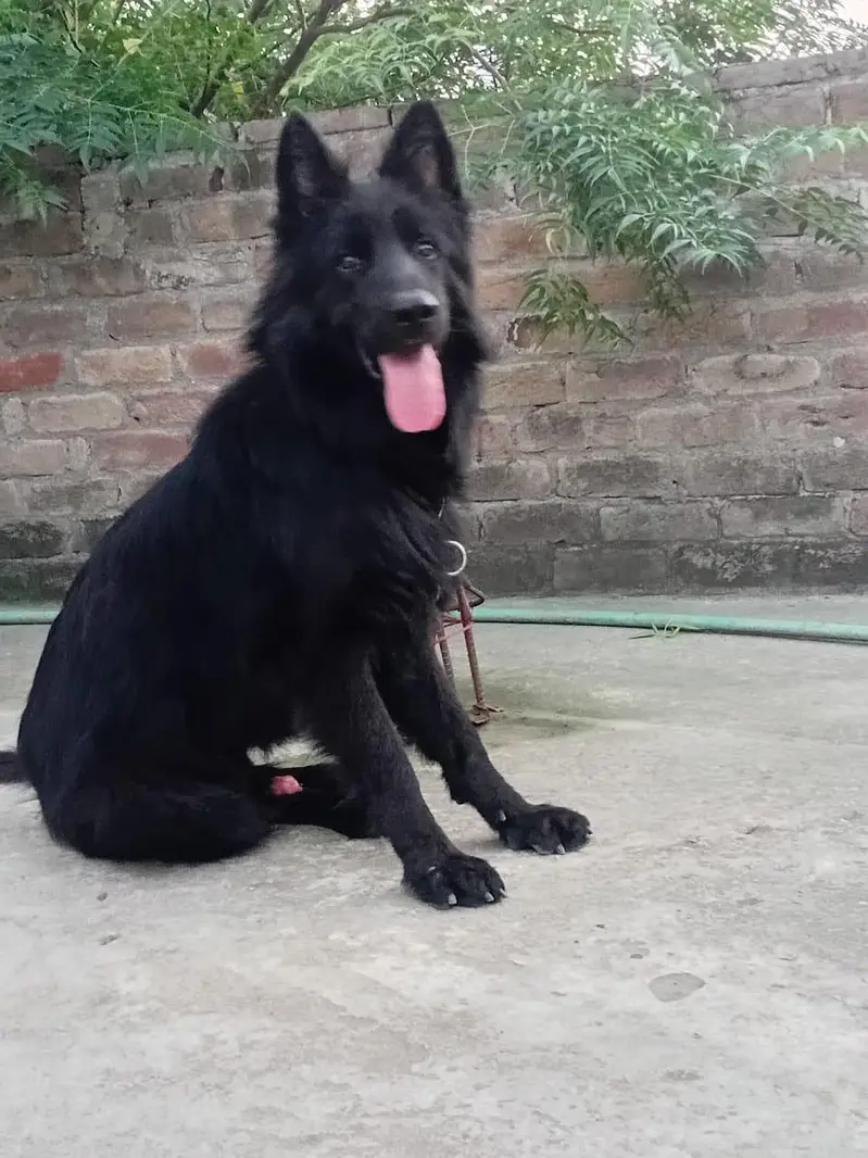 black gad or black ND ten high quality male for stund — photo 2