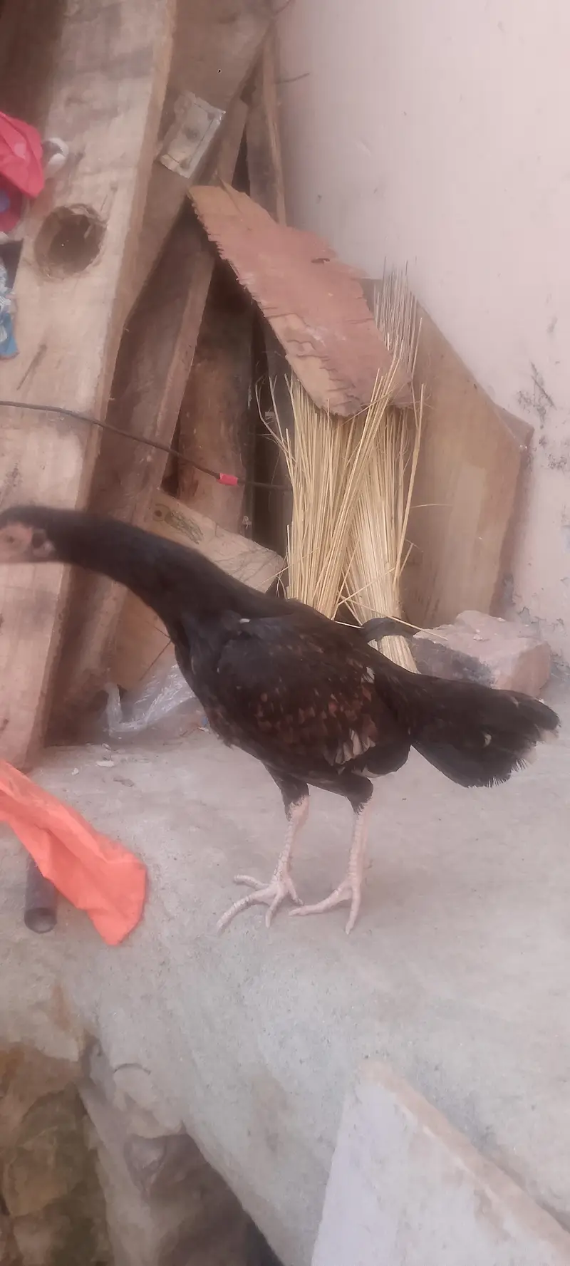 aseel — photo 3
