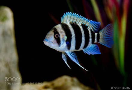 all types of aquarium services are available at us 03092798698 wattsap