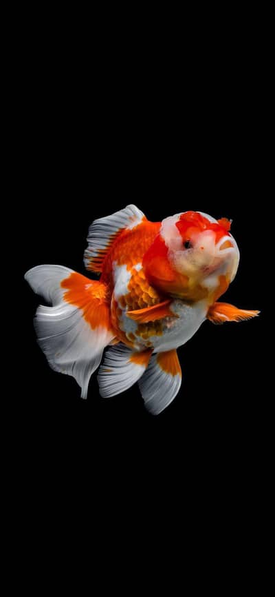 all type of aquarium service fish and assesories available 03092798698