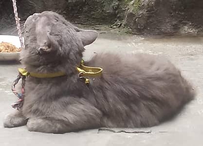 healthy active male03204048942