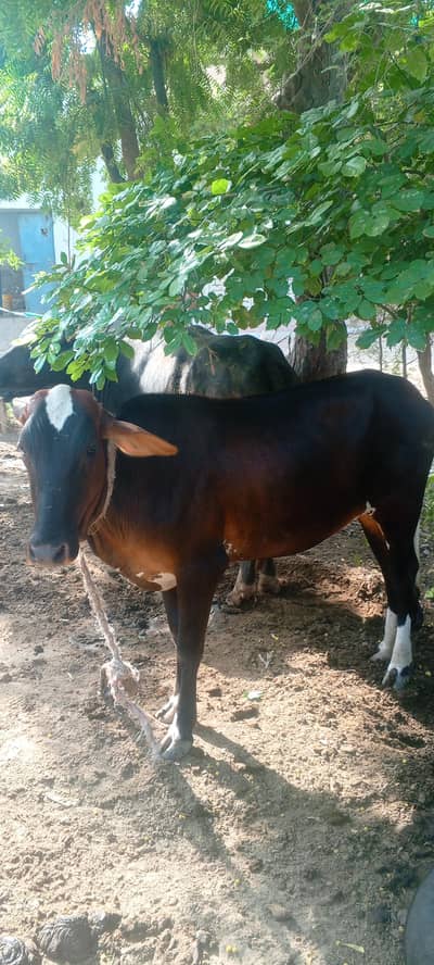 wachi for sale 1 month pahle cross karwai ha
