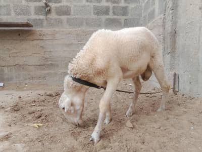 nasal ap khud check kerlai mujhe gift aya howa for sell hai