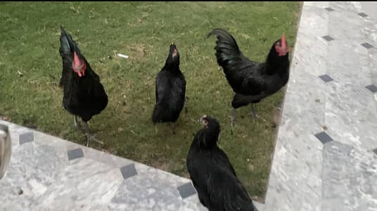 Im selling my 2 hens and 2 cocks