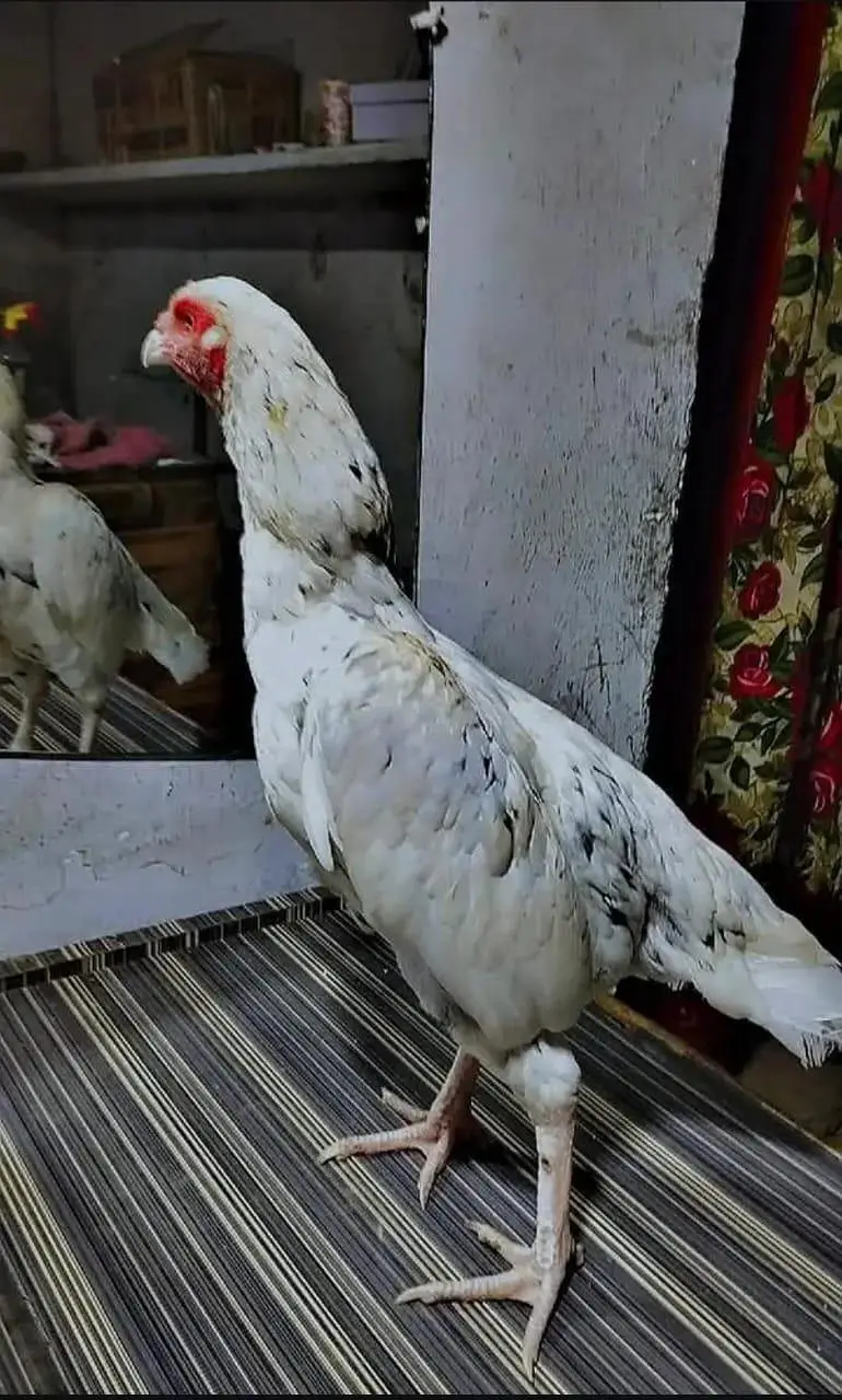 for sale WhatsApp number 03190069154 — photo 4
