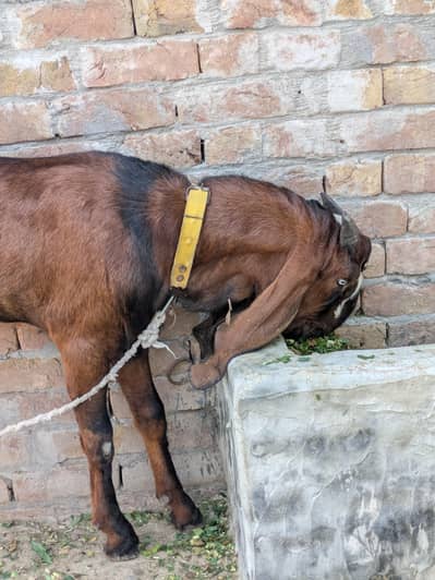 pure beetal nagra bakra
