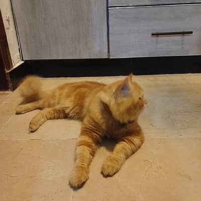 persian cat for sale .