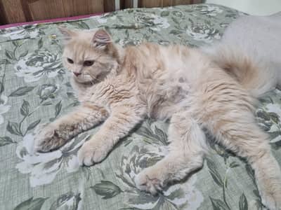 Persian male cat
