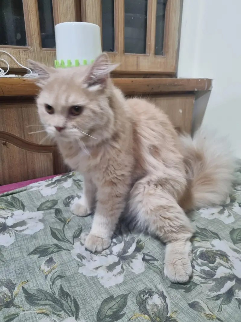 Persian male cat — photo 2