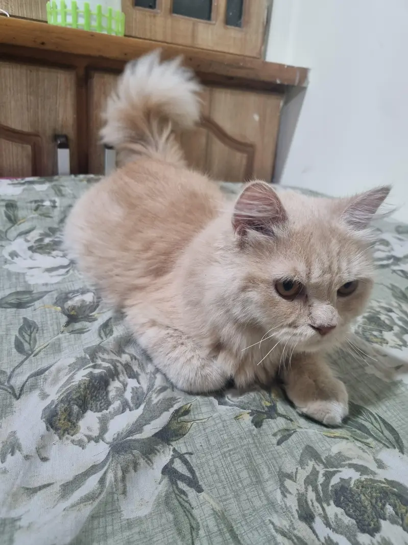 Persian male cat — photo 3