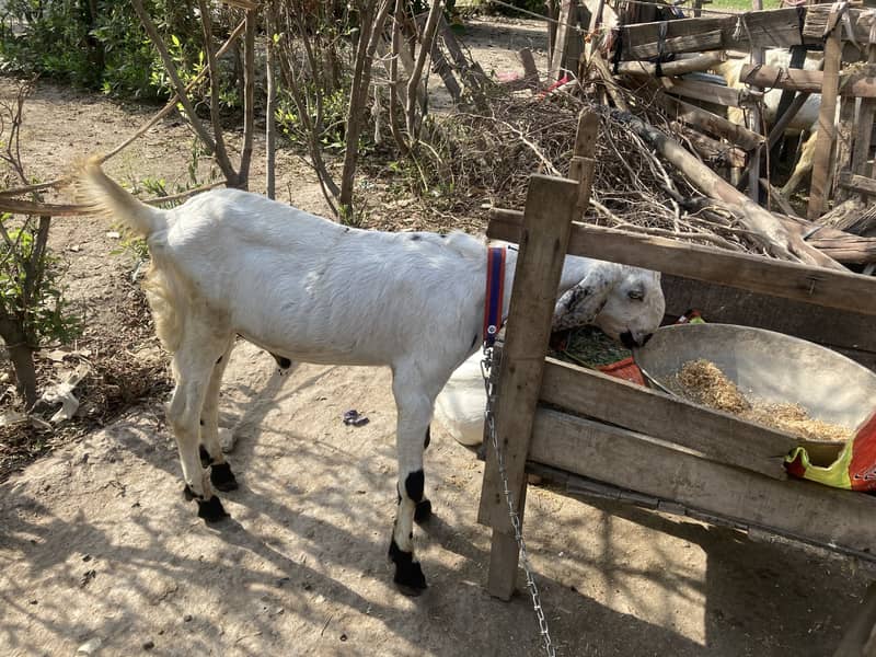 Dasi bakra 0