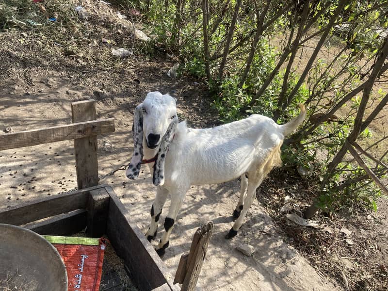 Dasi bakra 1
