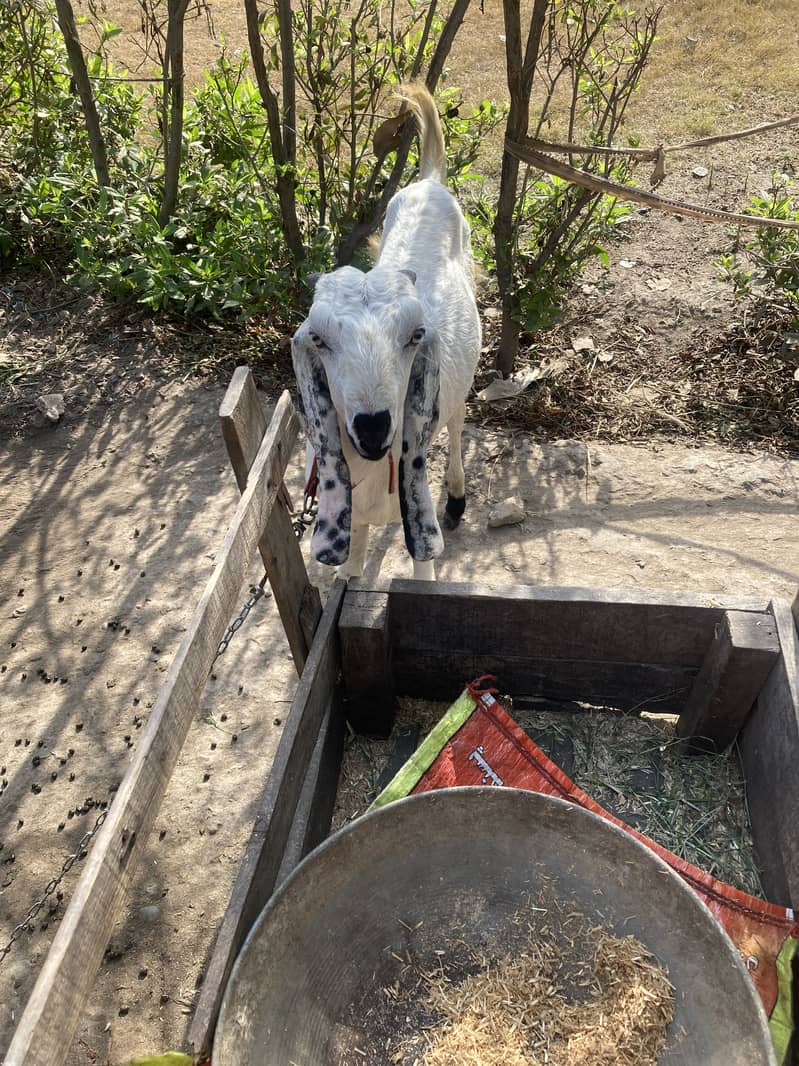 Dasi bakra 2