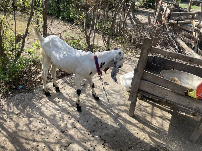 Dasi bakra 3