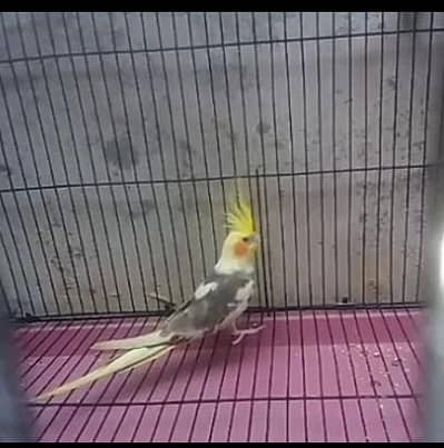 A. a. o cockatiel male patha for sale motation paid he see picture