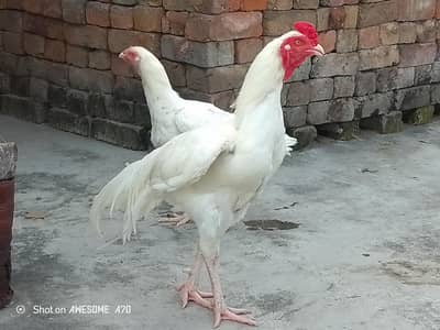 Heera Pair