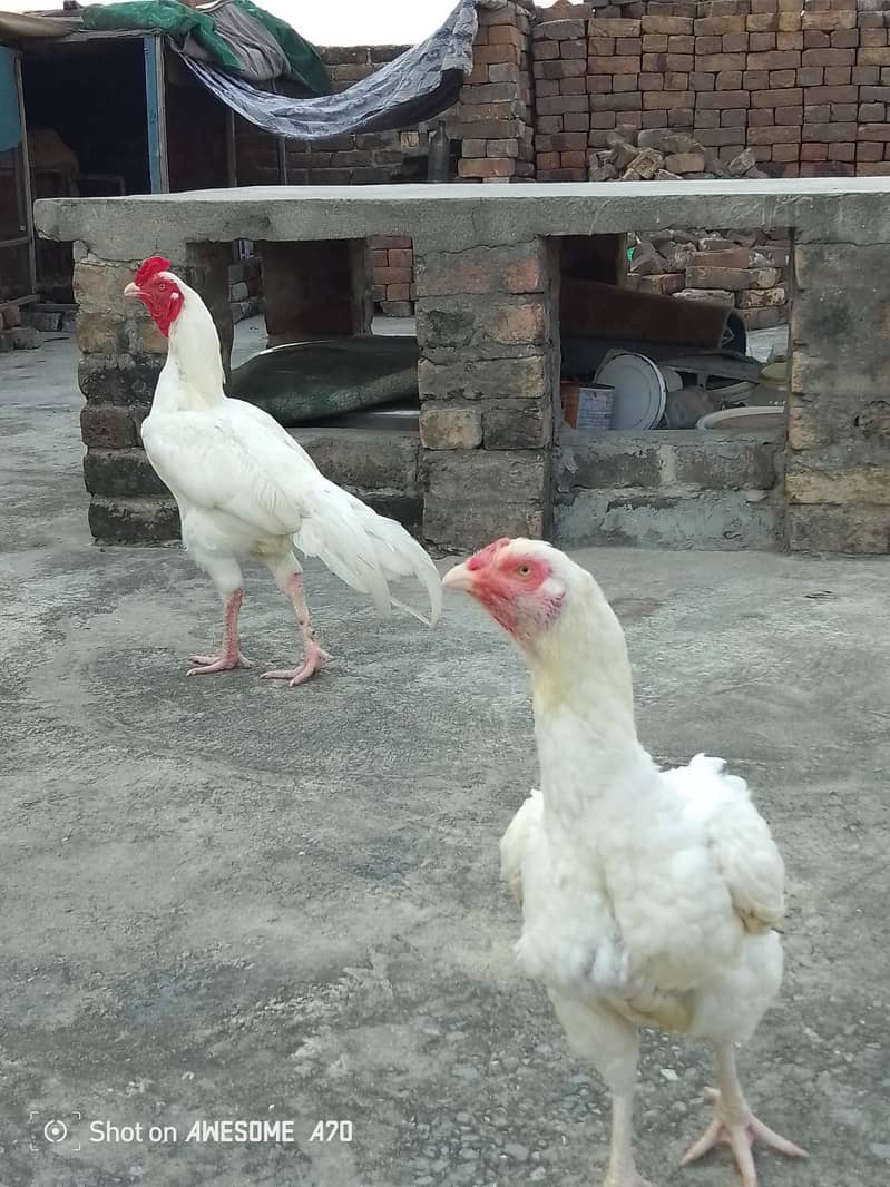 Heera Pair 1
