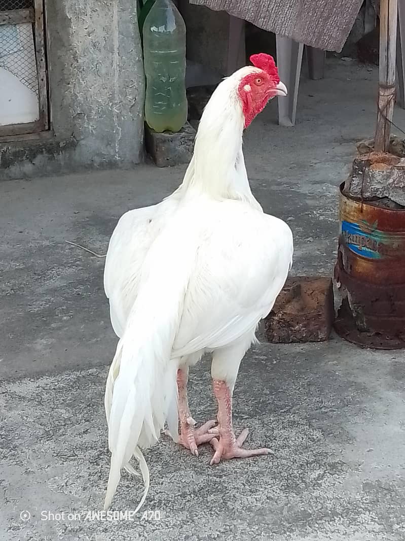 Heera Pair 2