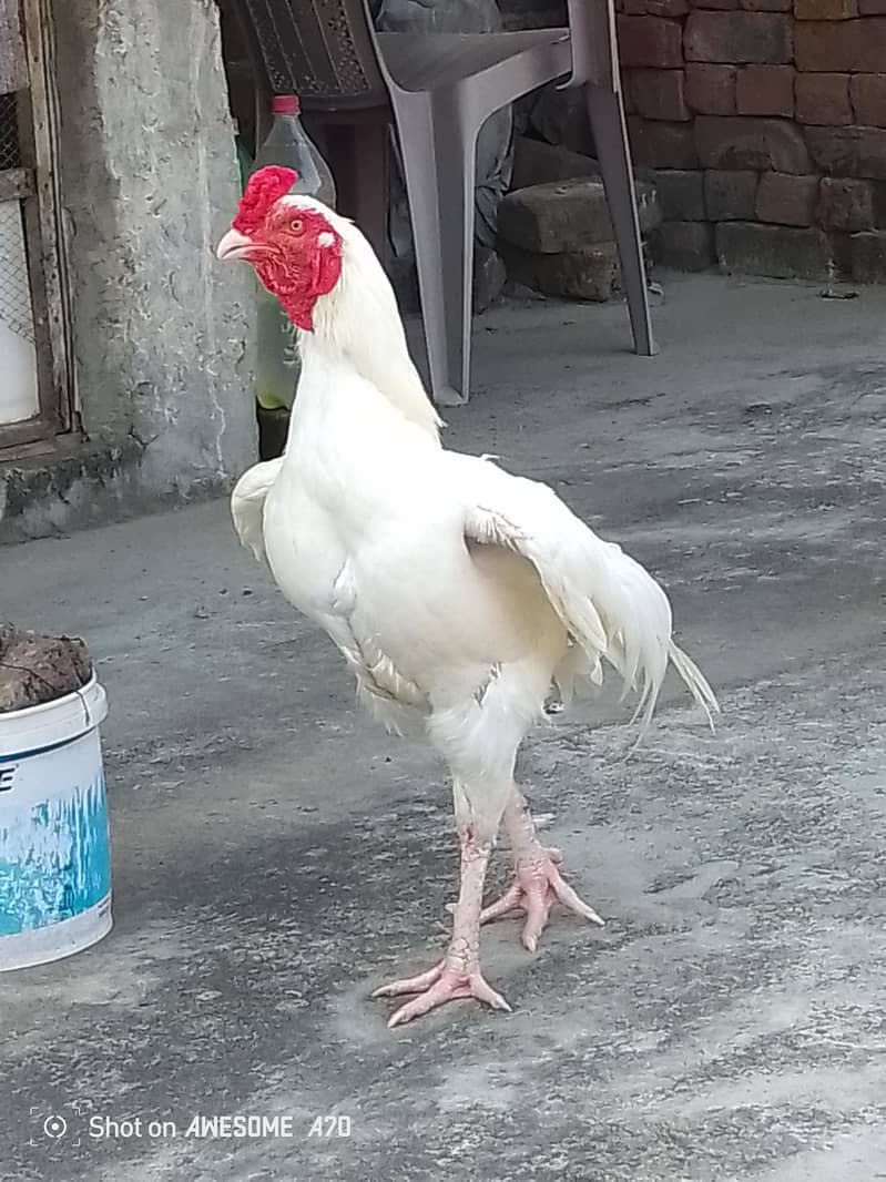 Heera Pair 3