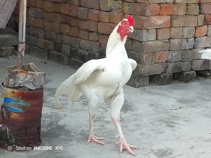 Heera Pair 4