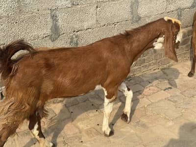 Goat for sale