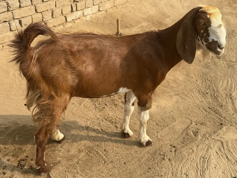 Goat for sale — photo 2