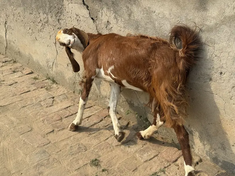 Goat for sale — photo 3