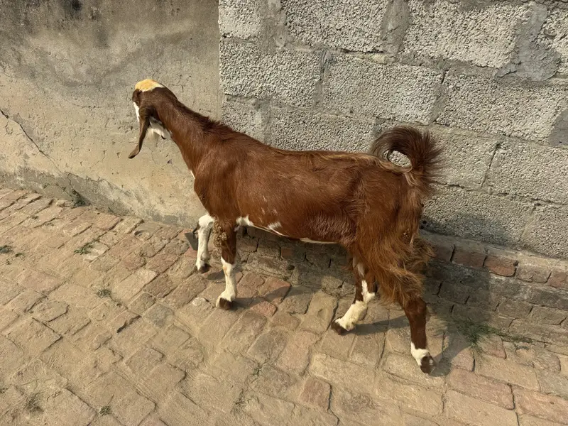 Goat for sale — photo 4