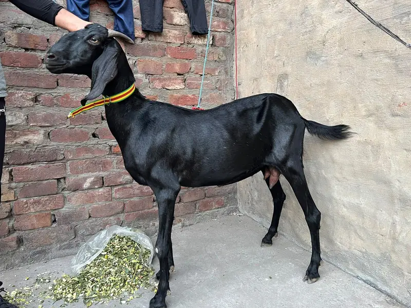 bakri for sale — photo 2