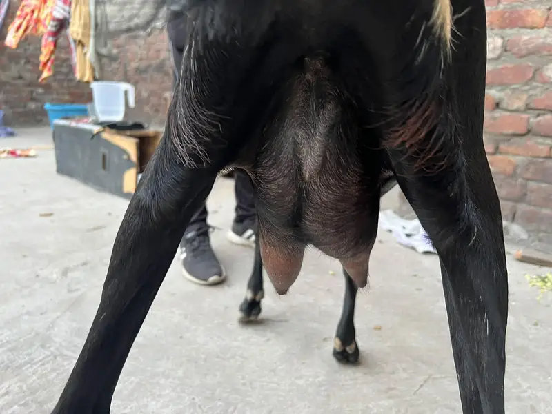 bakri for sale — photo 3