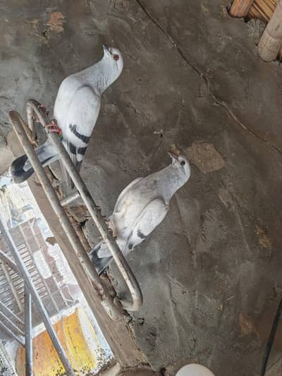 Roshan cherag pair available