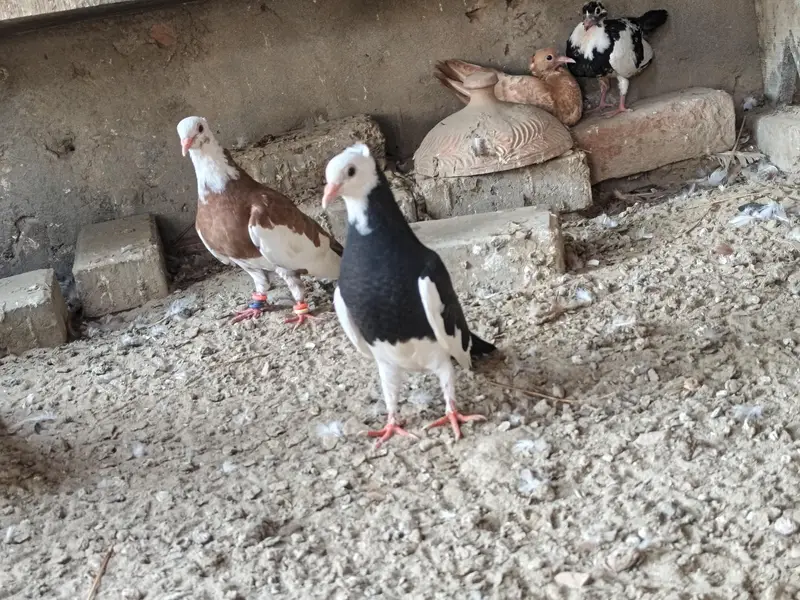 Roshan cherag pair available — photo 7