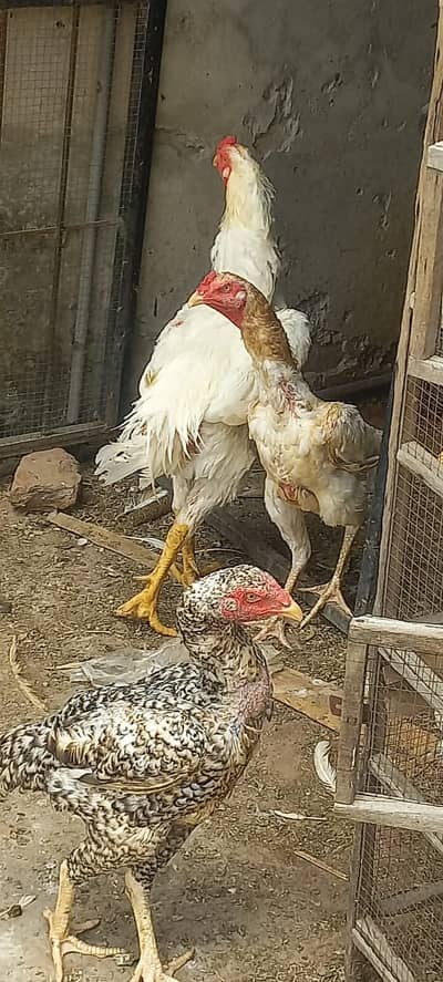 Shamo Aseel for sale 5 Hen, One Male