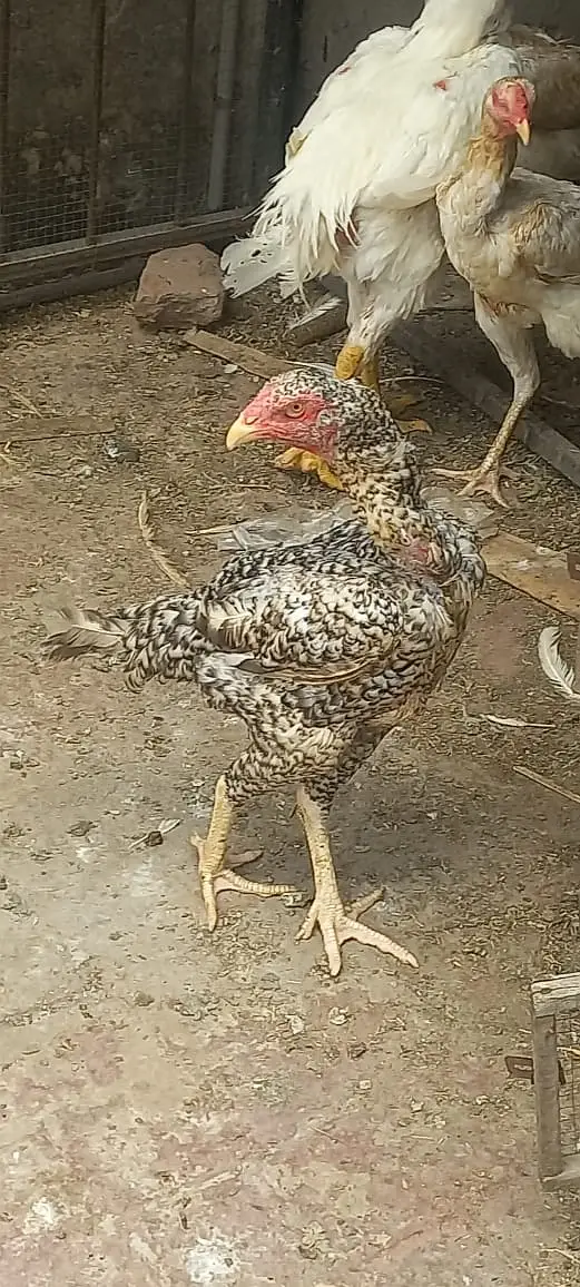 Shamo Aseel for sale 5 Hen, One Male — photo 2