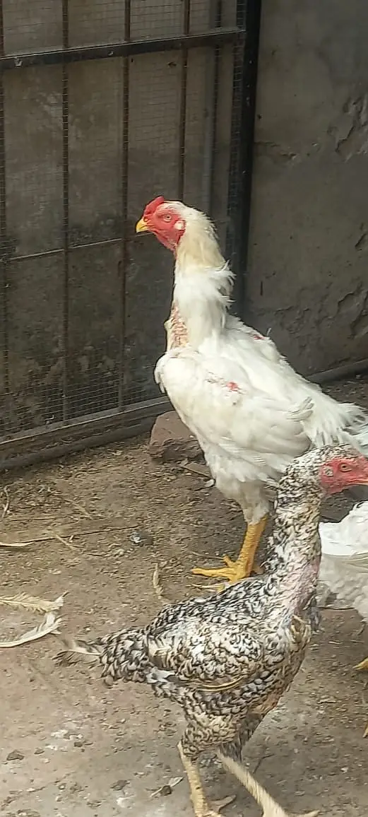 Shamo Aseel for sale 5 Hen, One Male — photo 3