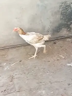 Shamo Aseel for sale 5 Hen, One Male — photo 4