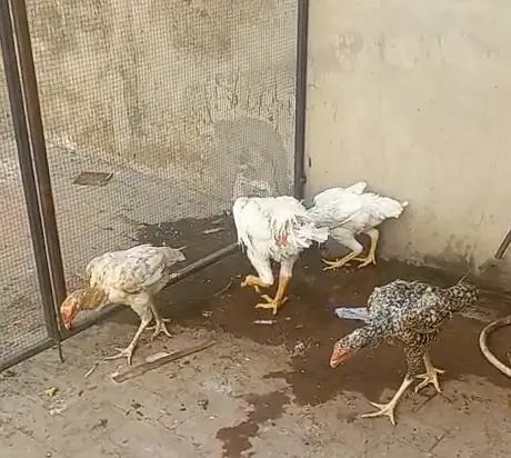 Shamo Aseel for sale 5 Hen, One Male — photo 5