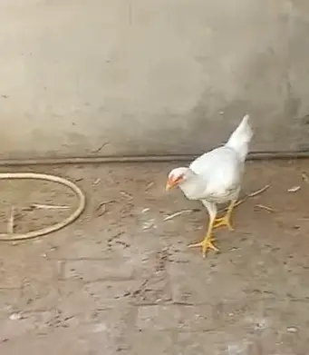 Shamo Aseel for sale 5 Hen, One Male — photo 6